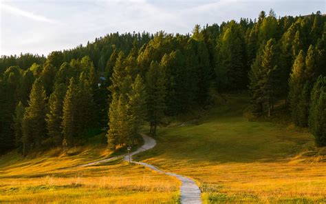 Download Wallpaper 3840x2400 Path Field Forest Grass