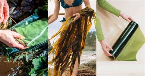 This California Startup Is Replacing Plastic Bags With Seaweed Based