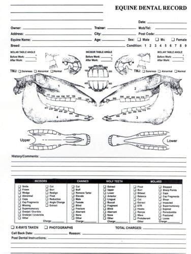 Surgical Instrument Specialists Equine Dental Chart For Equine