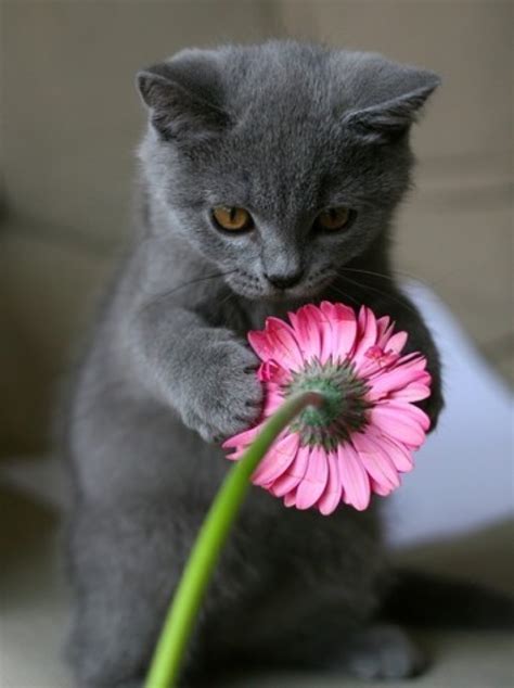 16 cats that are full of the joys of spring