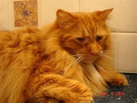 Fluffy Orange Cat Breeds Pets Lovers