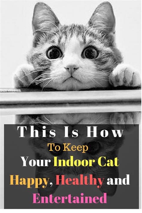 This Is How To Keep Your Indoor Cat Happy Healthy And Entertained