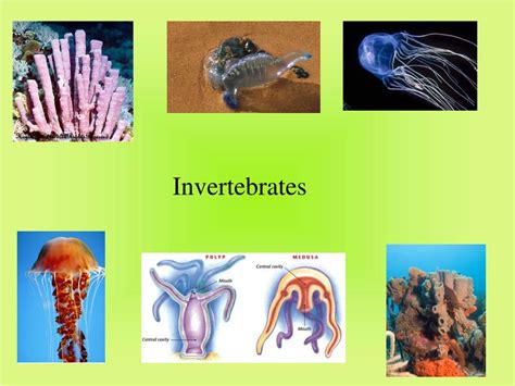 Ppt Invertebrates Powerpoint Presentation Free Download Id1402723