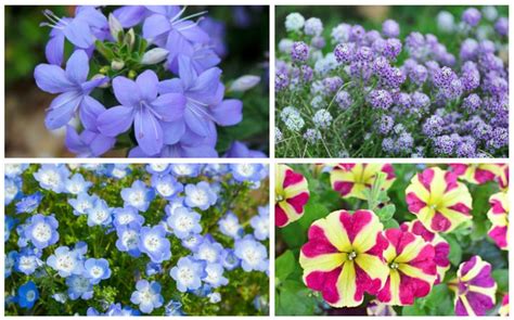 18 Annual Plants That Grow In Partial Shade Garden