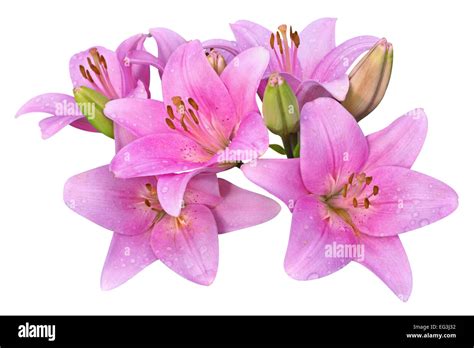 Pink Water Lilies Cut Out Stock Images And Pictures Alamy