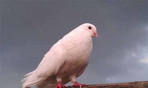 Pigeons White Pigeon Care Tips