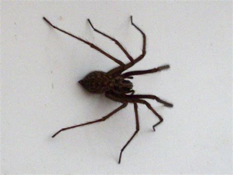 Domestic House Spider Media Encyclopedia Of Life