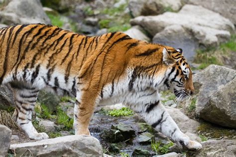 Amur Tiger A Picture From An Amur Tiger Ive Taken At Zoo Flickr