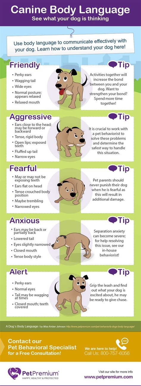 Canine Body Language Infographic Dog Body Language Body Language