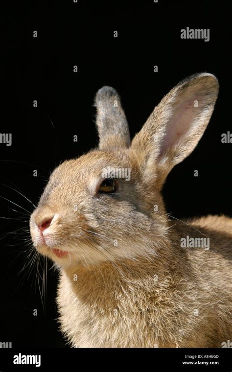 Rabbit Stock Photo Alamy