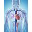 Human Cardiovascular System Illustration  Stock Image F010/7676