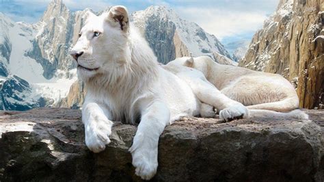 Wallpapers Hd White Lion Wallpaper Cave