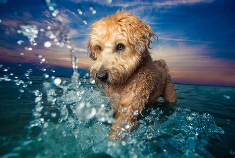 Fotos De Perros Escogen Las Mejores Y Más Tiernas