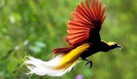 Beberapa jenis burung di indonesia menjadi langka karena sedikit demi sedikit jumlahnya mulai berkurang. Gambar Hewan Langka Burung Cendrawasih - Gambar Hewan