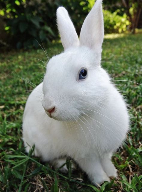 Easter Bunny White Rabbit With Blue Eyes In The Green Grass Leporidae