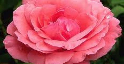 La rosa queen elizabeth es una atractiva rosa de flores grandes de 10 centímetros de ancho aproximadamente, con un número de pétalos que pueden ir de 26 a 40. Rosa Queen Elizabeth KW (grootbloemige helder roze roos ...