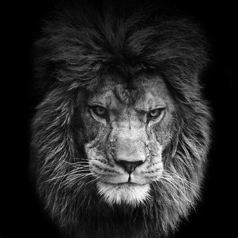 Black Background Hd Lion Images