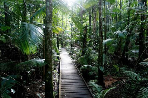 Northern Queensland Travels Cairns Part 1 Daintree Rainforest