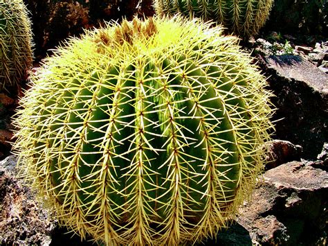 Golden Barrel Cactus Phoenix Desert Botanical Garden Arizona