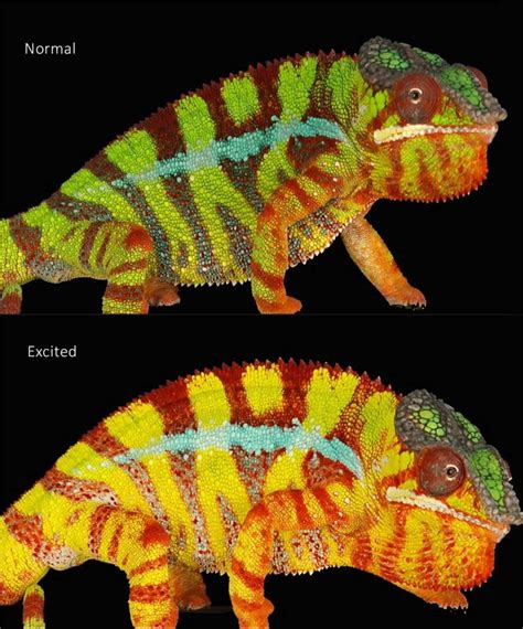 How Do Chameleons Change Colour Amazing Zoology