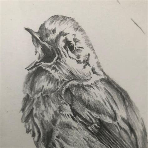 Bird Pencil Drawing Etsy Uk