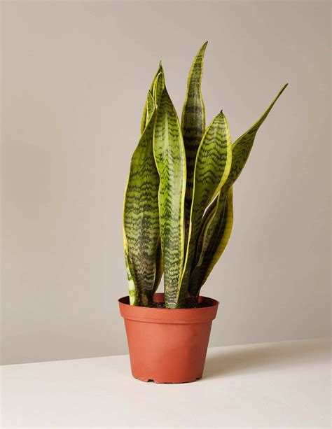 Snake Plant Laurentii Low Light Plants And Houseplants Delivery The