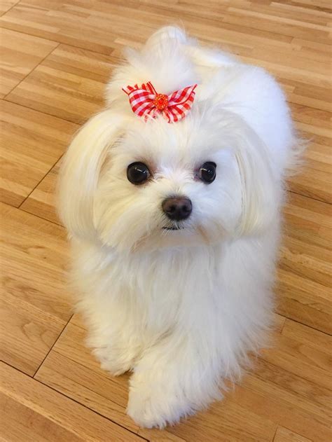 Pin By Starlingale Shelton On Maltese Teacup Puppies Maltese Maltese