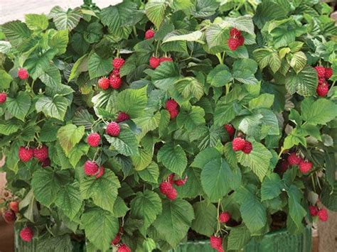 Potted Raspberry In Your Garden