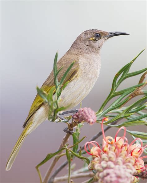 Catalogue Of Organisms The Brown Honeyeaters