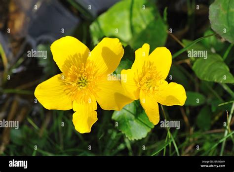 Yellow Marsh Marigold Kingcup Caltha Palustris Flowering In Early