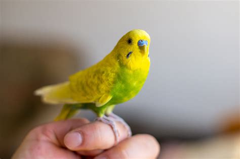 8 Parakeet Ideas In 2022 Parakeet Parakeet Care Budgies