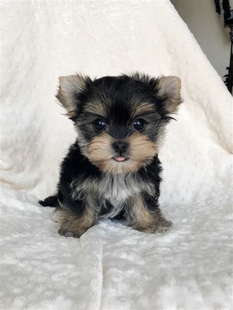 Cobby Teacup Morkie Puppy! | iHeartTeacups