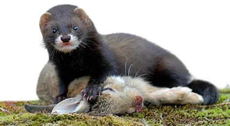 Badgers Weasels Otters Stoats And More A Guide To Britains