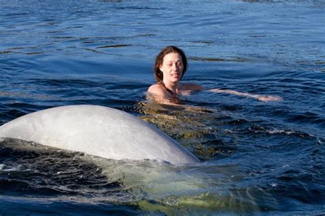 Innovative Research Method A Russian Woman Swims With Beluga Whales In Arctic Ocean Foxcrawl