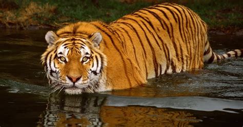 Blog Do Edu Ambiental Tigre Siberiano