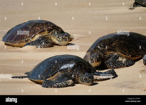 Green Sea Turtles Chelonia Mydas Resting On The Beach At Ho Okipa