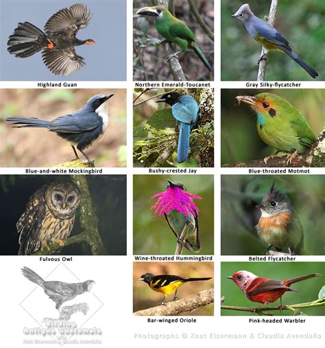 Birds Of Antigua Guatemala By Knut Eisermann And Claudia Avendaño