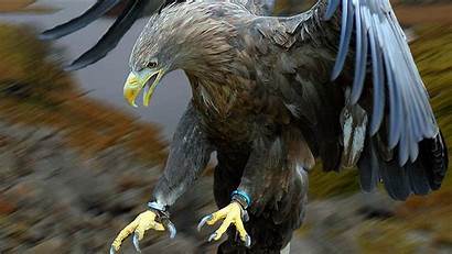 Eagle Animal Wallpapers Desktop Eagles Background Birds