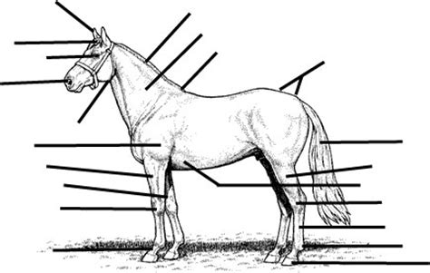 Diagram human body human body blank blank diagram diagram human blank human blank body diagram body template symbol paper modern 3d white element object icon contemporary decoration illustration and painting box shape three dimensional sketch decorative clothing outline page isolated. 15 Best Images of Horse Anatomy Worksheets Printable ...