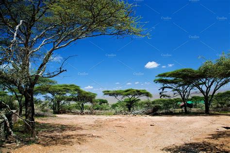 Savanna Landscape Tanzania Africa High Quality Nature Stock Photos