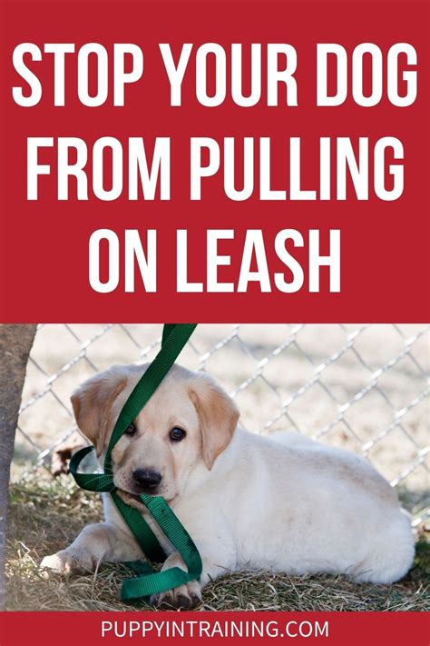 How To Stop Your Dog From Pulling On The Leash Training Your Dog Dog