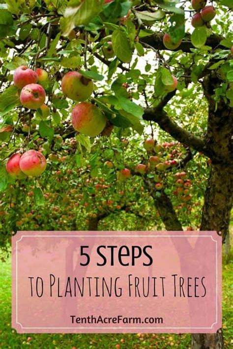 In the southern part of arizona, the best fruit trees are the ones who have a low chill requirement and excellent pollination. 5 Steps to Planting Fruit Trees | Tenth Acre Farm