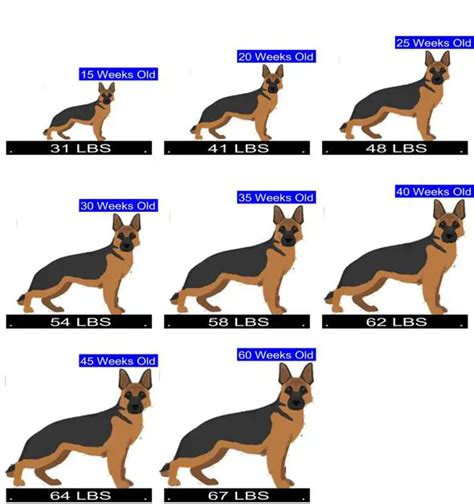 How Many Puppies Do German Shepherd Dogs Have Calculator For