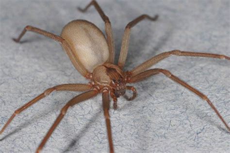 Brown Recluse Spiders May Invade Northern Us As Planet Warms Live