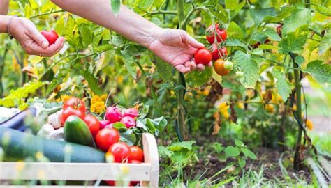 Wann und wo wurde das foto gemacht; Gemüsegarten: Tipps wie Sie ihn anlegen und richtig Pflegen
