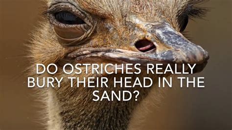 Do Ostriches Bury Their Head In The Sand The Truth Youtube