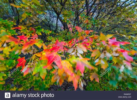 Maple Forest In Autumn Eureka Juab County Utah Usa America Stock