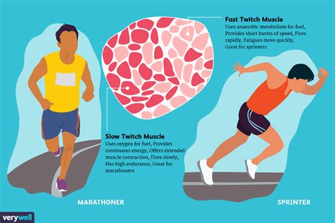 Fast And Slow Twitch Muscle Fiber Types
