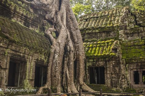 Cambodia Ta Prohm An Angkor Treasure The Fog Watch