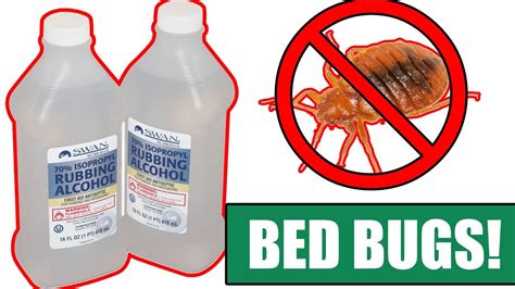 Bed Bug Treatment Vinegar Sportcarima